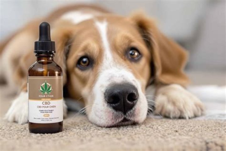 Le CBD pour chien : une solution idéale pour son bien-être